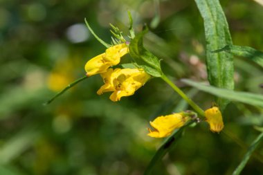 Sıradan buğday (melampyrum pratense) çiçekli makro shot