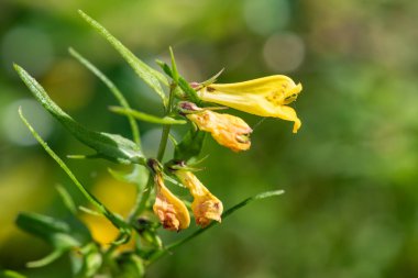Sıradan buğday (melampyrum pratense) çiçekli makro shot