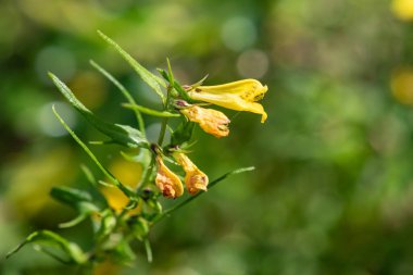 Sıradan buğday (melampyrum pratense) çiçekli makro shot