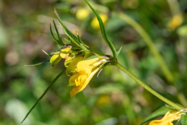 Sıradan buğday (melampyrum pratense) çiçekli makro shot