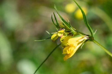 Sıradan buğday (melampyrum pratense) çiçekli makro shot
