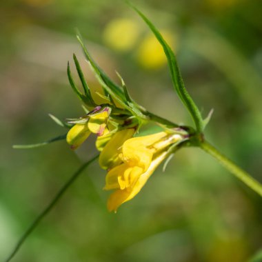 Sıradan buğday (melampyrum pratense) çiçekli makro shot