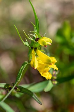 Sıradan buğday (melampyrum pratense) çiçekli makro shot