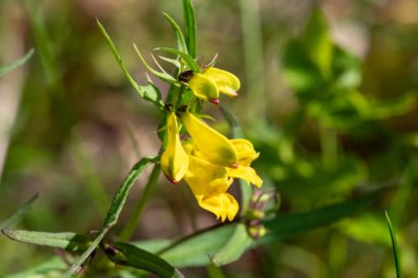 Sıradan buğday (melampyrum pratense) çiçekli makro shot