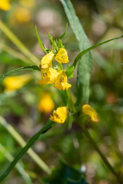 Sıradan Buğday Melampyrum Pratense Çiçekli Makro Shot — Stok fotoğraf