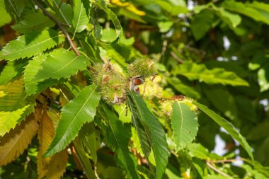 Ağaçtaki tatlı kestanelere (kastanea sativa) yaklaş