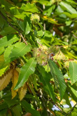 Ağaçtaki tatlı kestanelere (kastanea sativa) yaklaş