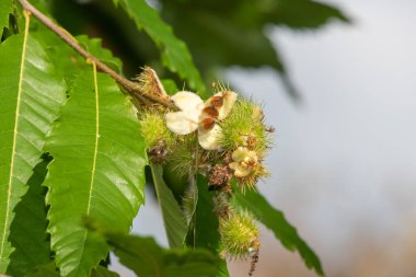 Ağaçtaki tatlı kestanelere (kastanea sativa) yaklaş
