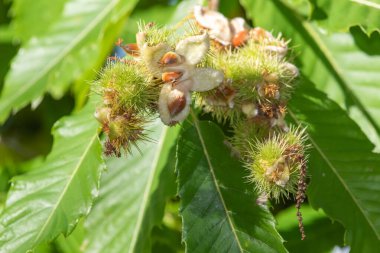 Ağaçtaki tatlı kestanelere (kastanea sativa) yaklaş