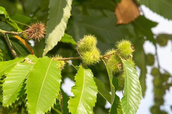 Close up of sweet chestnuts (castanea sativa) on the tree