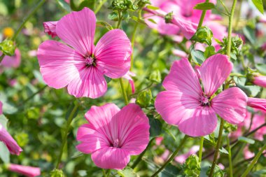 Gül tomurcuğu (malva trimestris) çiçeklerinin açılışını kapat
