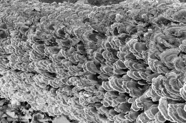 Ormandaki devrilmiş bir ağaçta büyüyen hindi kuyruğunun (trametes versicolor) siyah beyaz fotoğrafı
