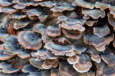 Ormandaki devrilmiş bir ağaçta büyüyen hindi kuyruğunun (trametes versicolor) kapanışı