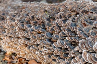 Ormandaki devrilmiş bir ağaçta büyüyen hindi kuyruğunun (trametes versicolor) kapanışı