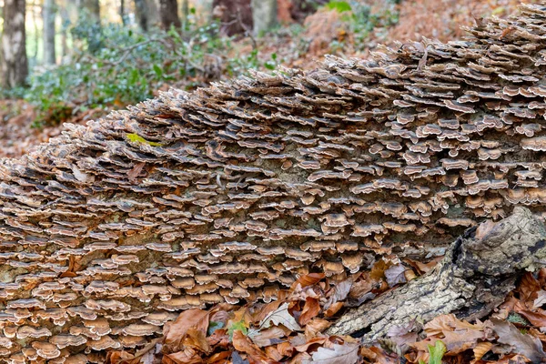 Großaufnahme Des Truthahnschwanzes Trametes Versicolor Der Auf Einem Umgestürzten Baum — Stockfoto