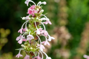 Bir Himalaya fahişesinin (morina longifolia) çiçeğine yakın çiçek
