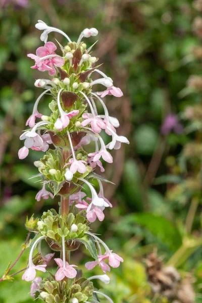 Close Himalayan Whorlflower Morina Longifolia Flower Bloom — Stock Photo, Image