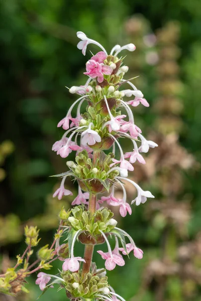 Close Himalayan Whorlflower Morina Longifolia Flower Bloom — Stock Photo, Image