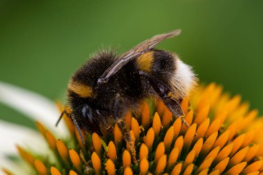 Beyaz kuyruklu bir bumlebee 'nin (bombus lucorum) makro çekimi bir echinacea çiçeğini tozlaştırıyor