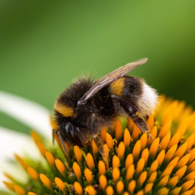 Beyaz kuyruklu bir bumlebee 'nin (bombus lucorum) makro çekimi bir echinacea çiçeğini tozlaştırıyor
