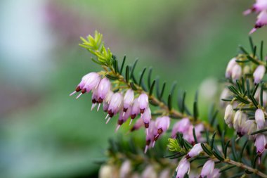 Çiçek açan pembe fundalık (calluna vulgaris) makro shot 'ı