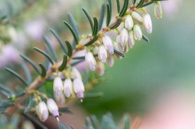 Macro shot of heather (calluna vulgaris) emring into bloom