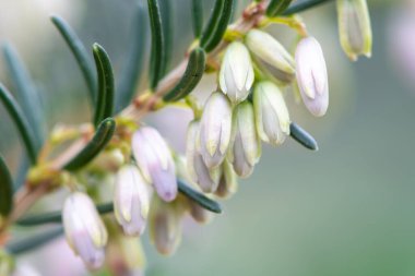 Macro shot of heather (calluna vulgaris) emring into bloom