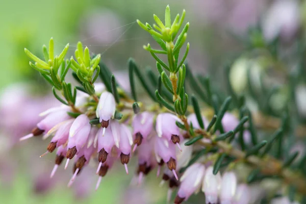 Macro Shot Bruyère Rose Calluna Vulgaris Fleur — Photo