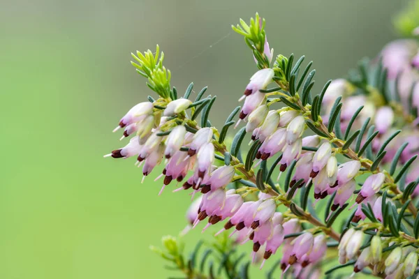 花にピンク色の羽のマクロショット Caluna Valgaris — ストック写真
