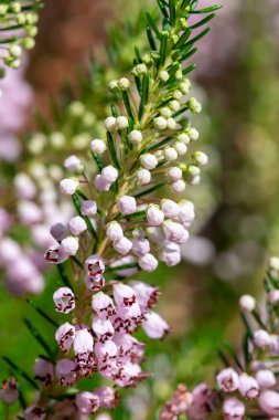 Bir Cornish fundalığının kapanışı (Erica vagans (çiçek açan çiçek)