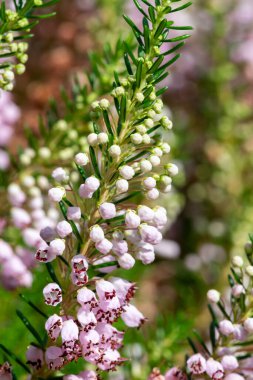 Bir Cornish fundalığının kapanışı (Erica vagans (çiçek açan çiçek)