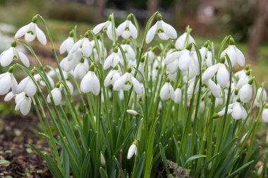 Yaygın kar damlalarına (galanthus nivalis) çiçek açarken yaklaş