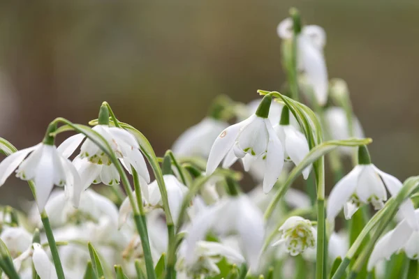 Крупним Планом Звичайні Прокладки Снігу Galanthus Nyalis Цвітіння — стокове фото