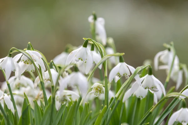 Крупним Планом Звичайні Прокладки Снігу Galanthus Nyalis Цвітіння — стокове фото