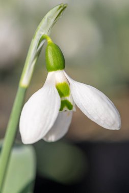 Daha büyük bir kar damlasına (galanthus elwesii) yakın çiçek