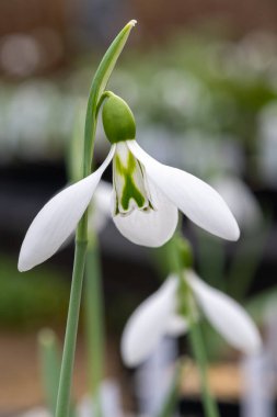 Robin Hood 'un çiçek açan kar damlasının makro görüntüsü.