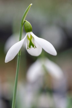 Robin Hood 'un çiçek açan kar damlasının makro görüntüsü.