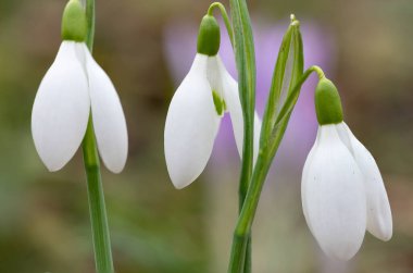 Çiçek açan yaygın kardamlaları (galanthus nivalis)