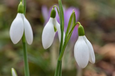 Çiçek açan yaygın kardamlaları (galanthus nivalis)