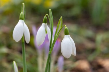 Çiçek açan yaygın kardamlaları (galanthus nivalis)