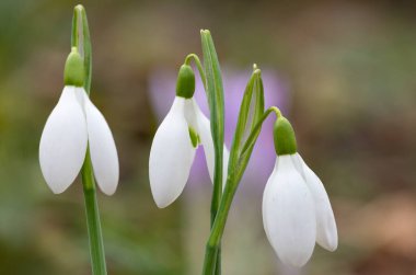 Çiçek açan yaygın kardamlaları (galanthus nivalis)