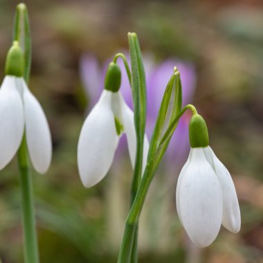 Çiçek açan yaygın kardamlaları (galanthus nivalis)