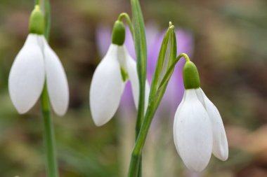 Çiçek açan yaygın kardamlaları (galanthus nivalis)