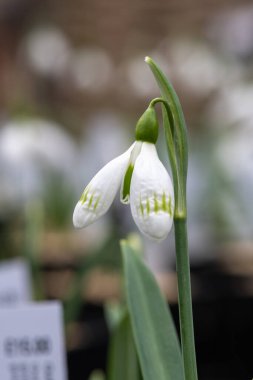Galanthus kardelen çiçeğinin makro görüntüsü