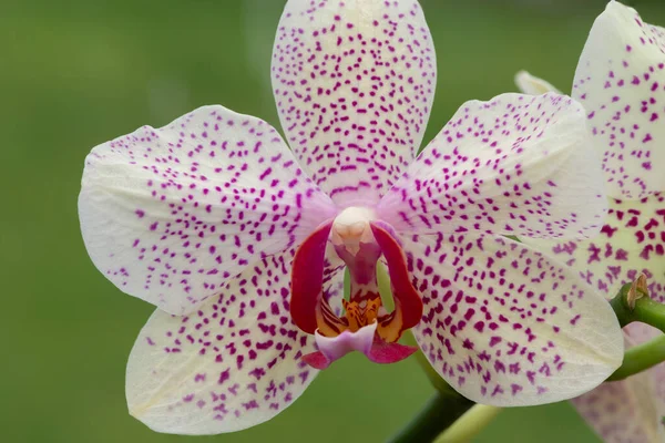 Közelről Egy Floridai Naporchidea Virágzik — Stock Fotó