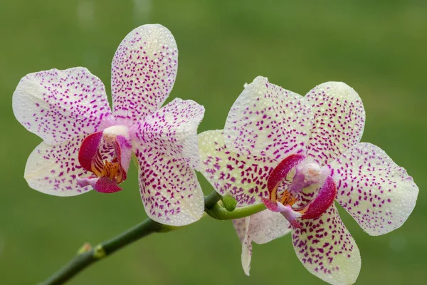 Primer Plano Las Orquídeas Del Sol Florida Cubiertas Gotitas Del — Foto de Stock