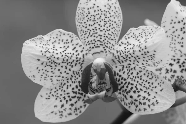 Czarno Białe Zdjęcie Florydy Słońce Orchidea Rozkwicie — Zdjęcie stockowe