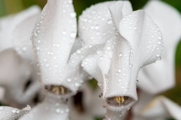 Macro Tiro Flores Ciclame Branco Coberto Gotas Água — Fotografia de Stock