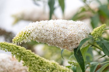 Kelebek çalılığındaki beyaz çiçekleri kapat (buddleja davidii)