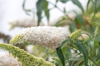 Kelebek çalılığındaki beyaz çiçekleri kapat (buddleja davidii)
